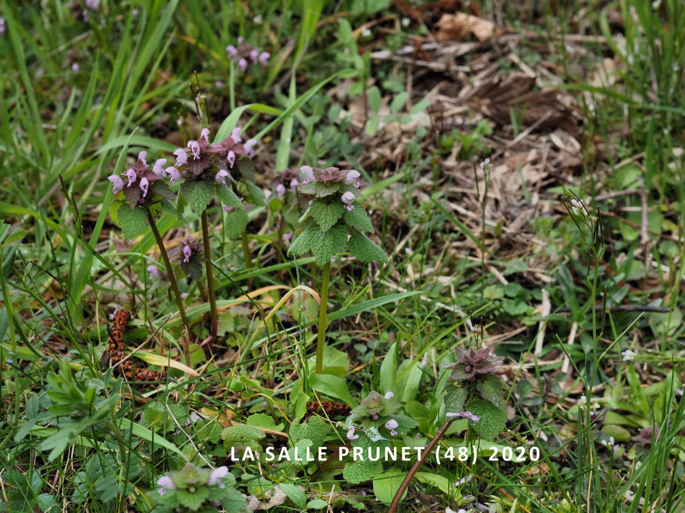 Dead-nettle, Red plant